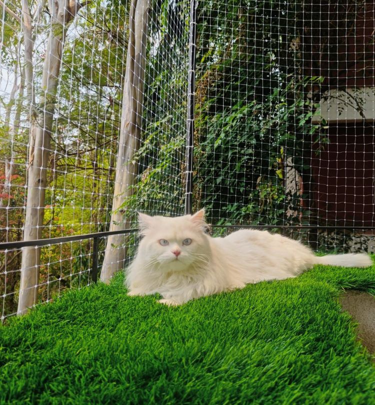 Pet Safety nets