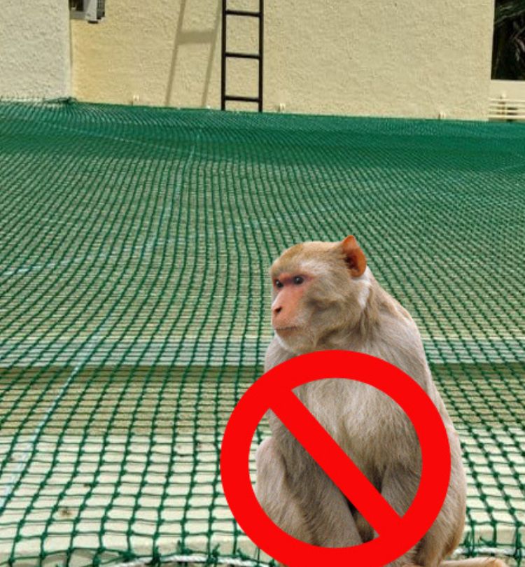 monkey safety nets