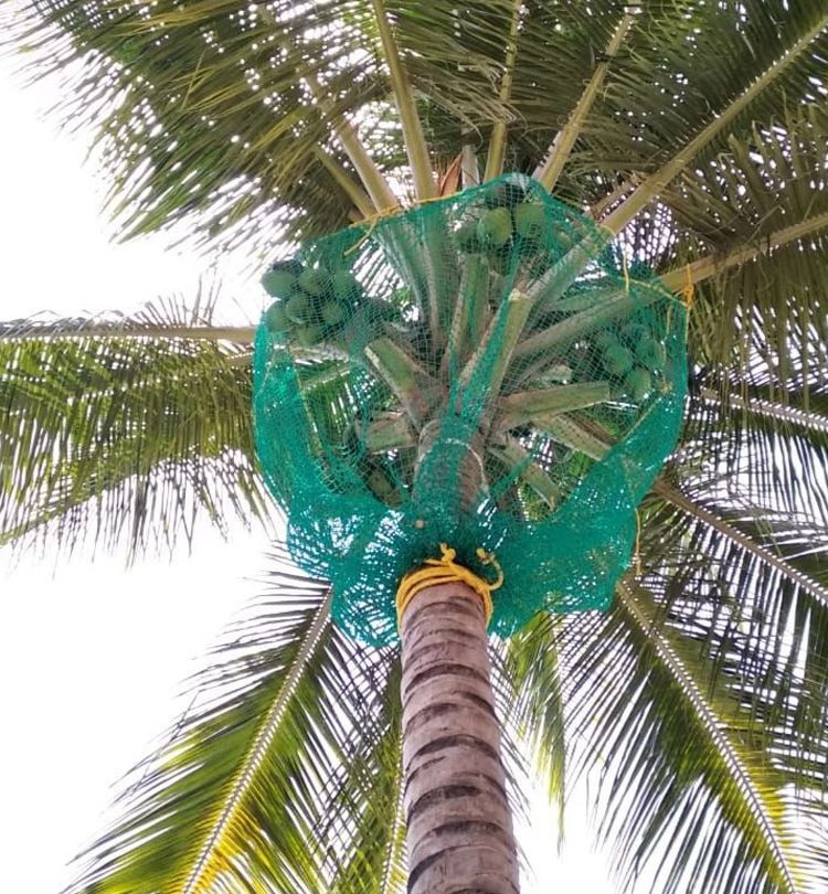 coconut tree nets