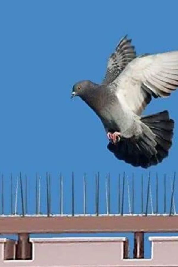 Pigeon Spikes