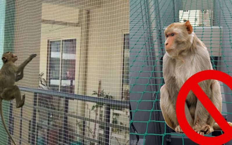 Monkey Safety Nets In Bangalore Monkey Safety Nets In Bangalore